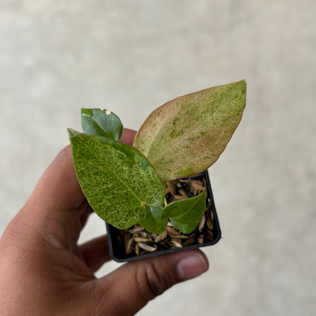 RP46-1 Anthurium (Dark handsome x red velvet cake) x rvdp