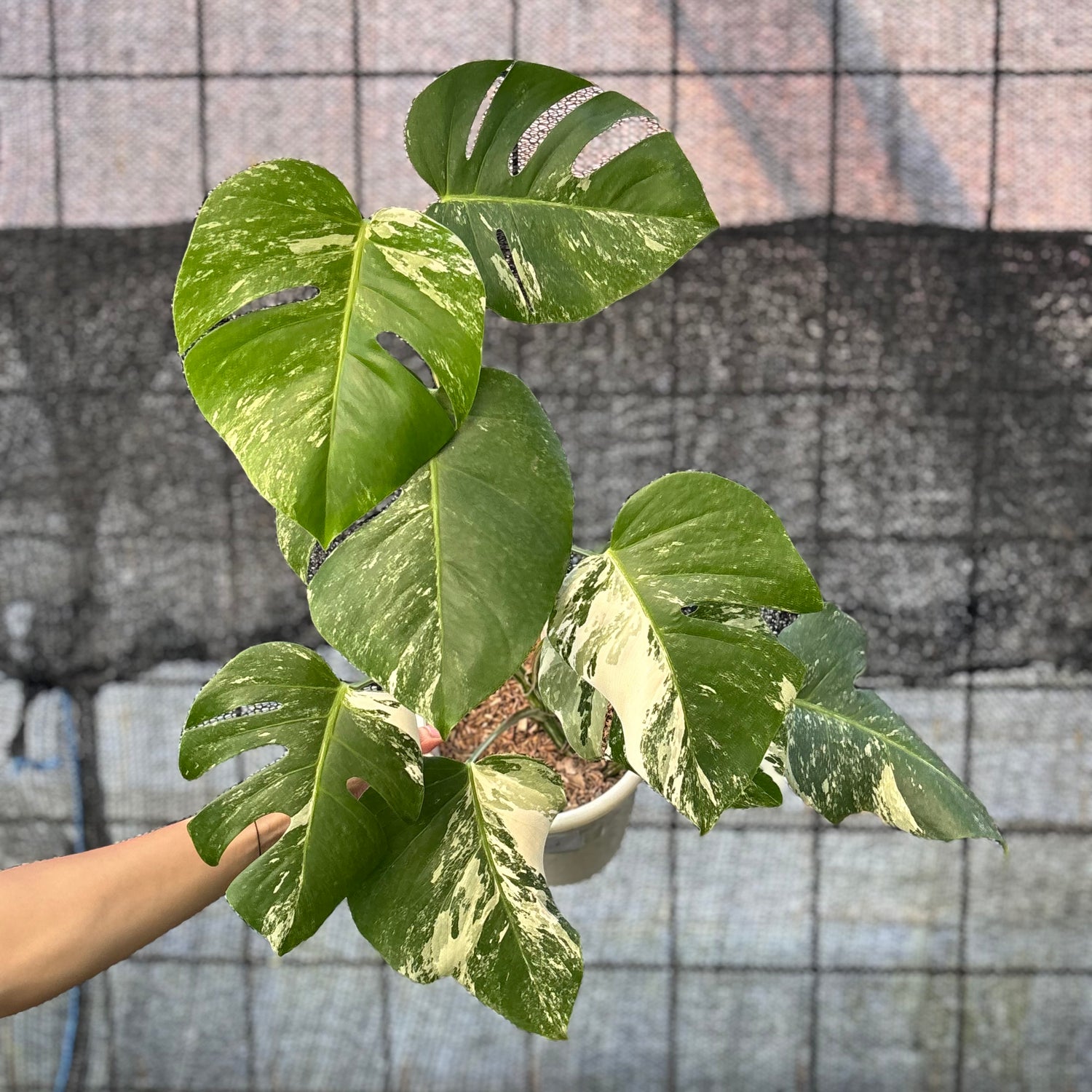 RP41-6 Monstera Albo variegated Lush
