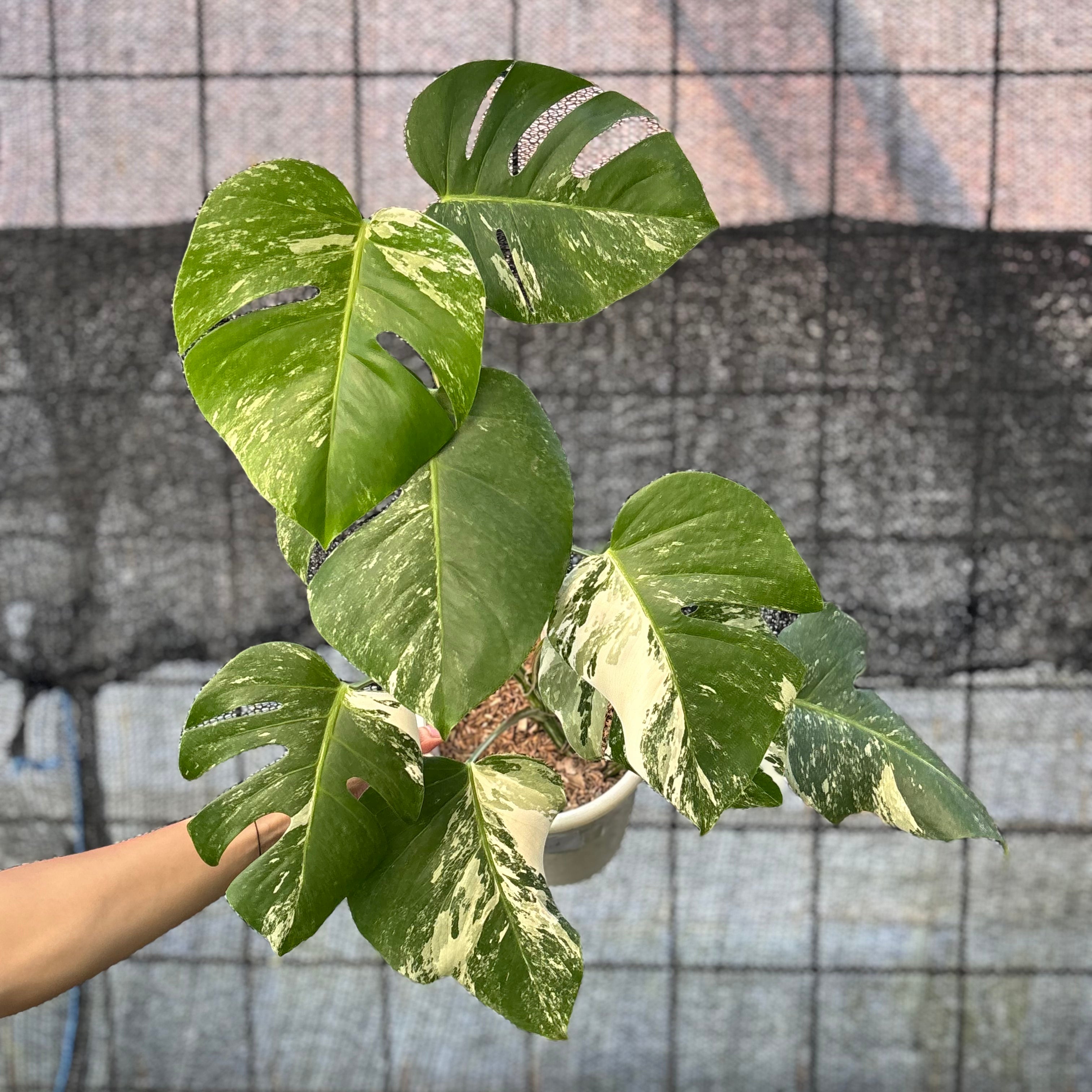 RP41-6 Monstera Albo variegated Lush
