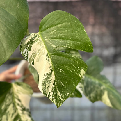 RP41-6 Monstera Albo variegated Lush