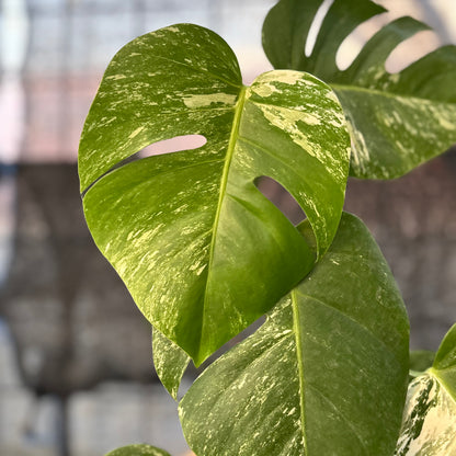 RP41-6 Monstera Albo variegated Lush