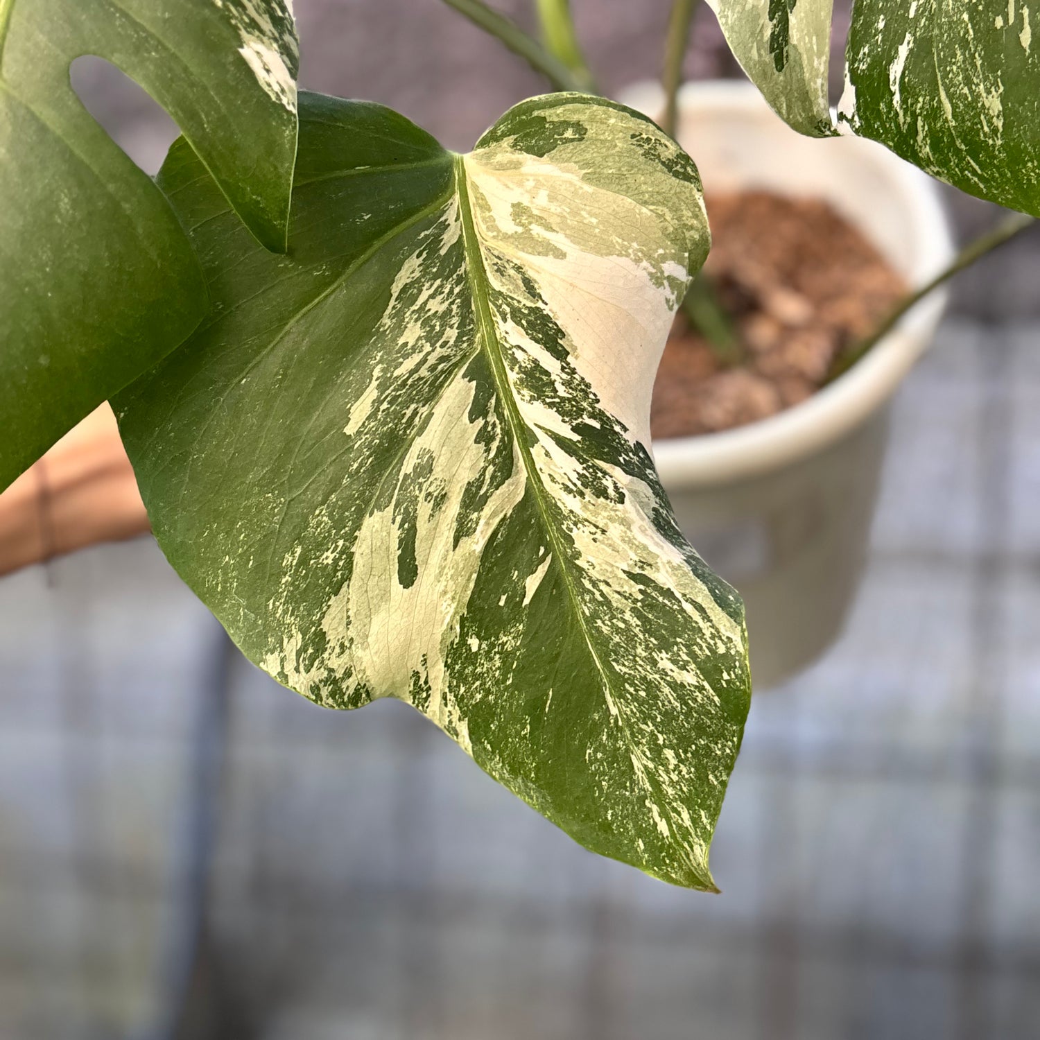RP41-6 Monstera Albo variegated Lush