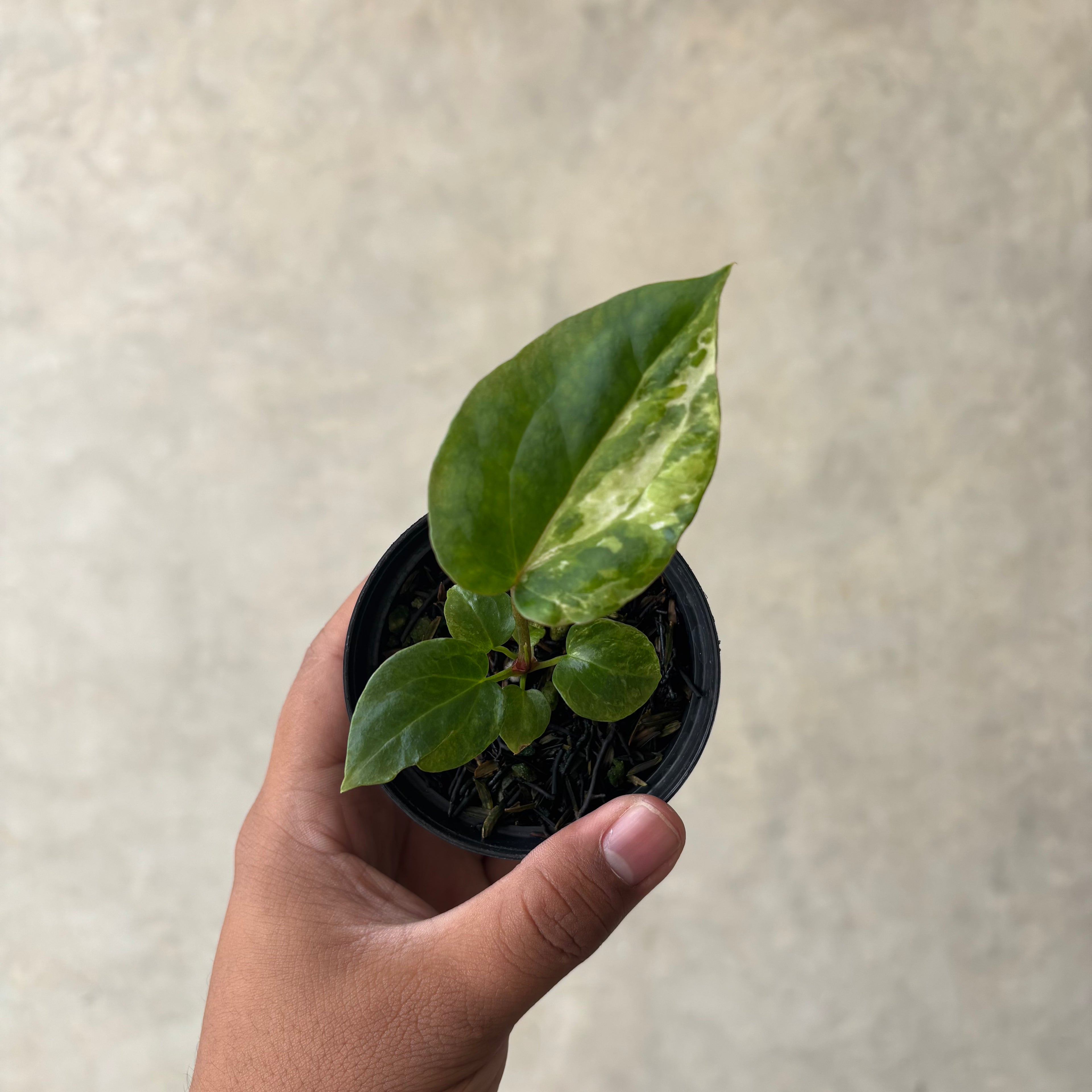 Anthurium Papillilaminum Pink x Luxurians