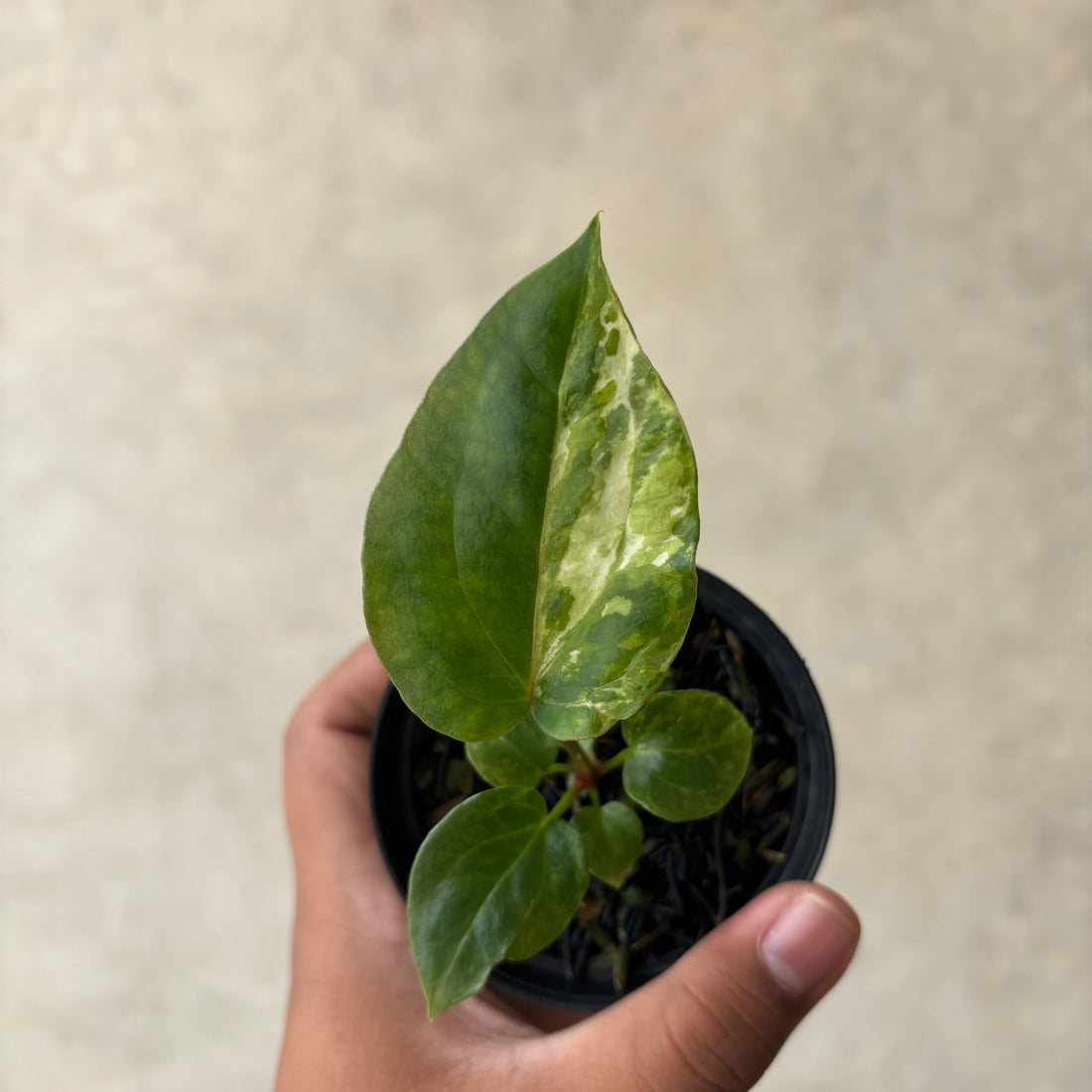 RP48-1 Anthurium Papi Pink x Luxurians