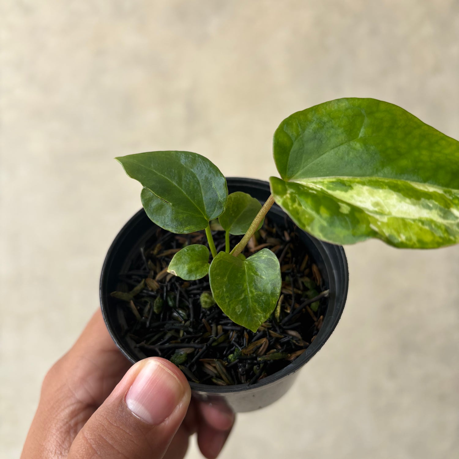 Anthurium Papillilaminum Pink x Luxurians