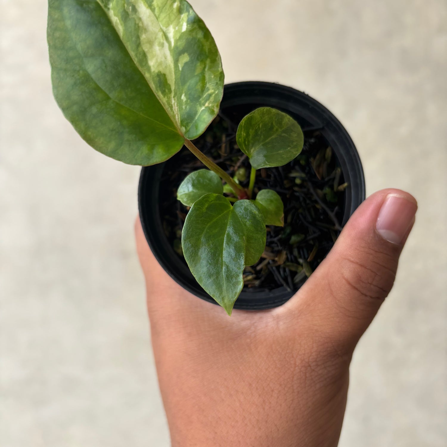 Anthurium Papillilaminum Pink x Luxurians