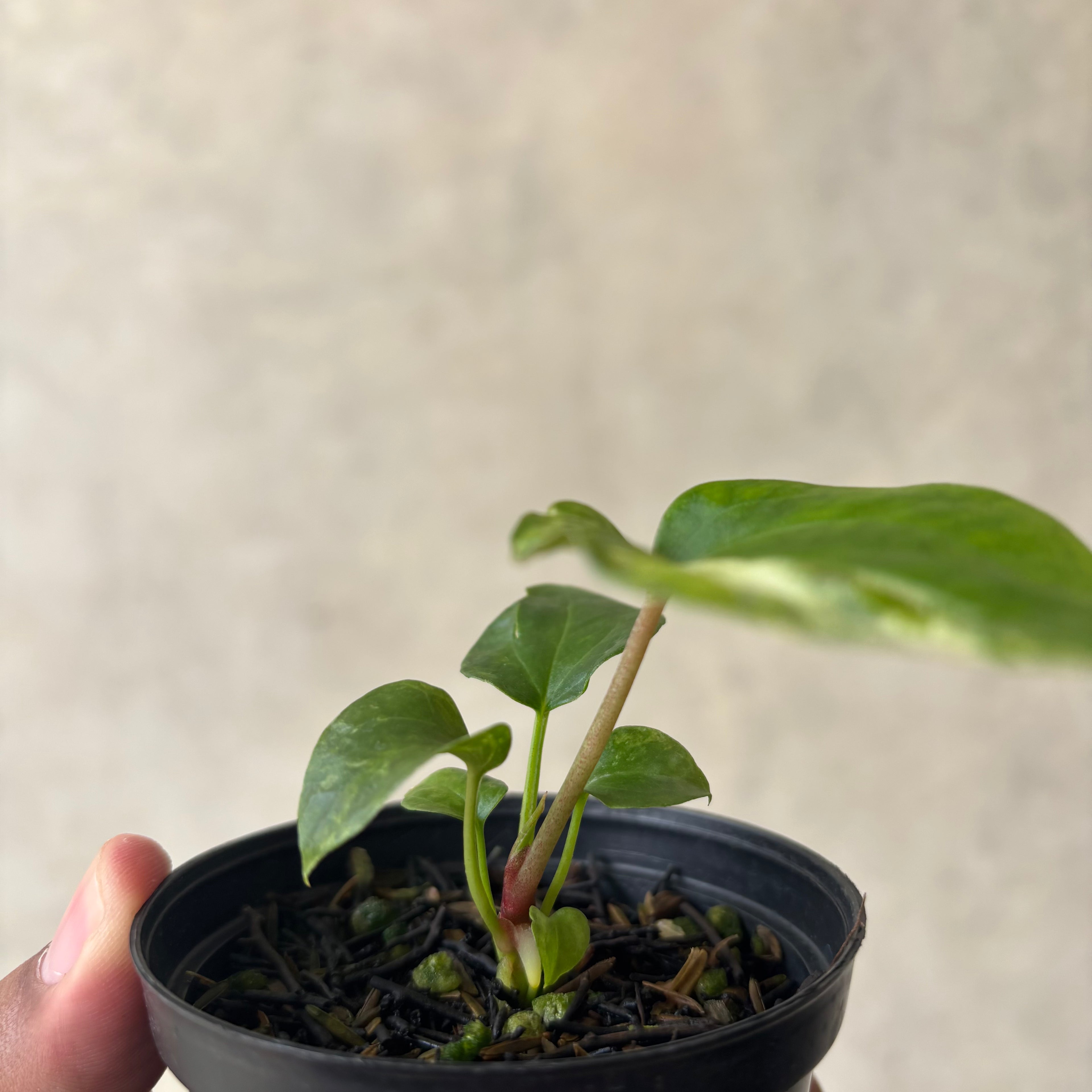 Anthurium Papillilaminum Pink x Luxurians