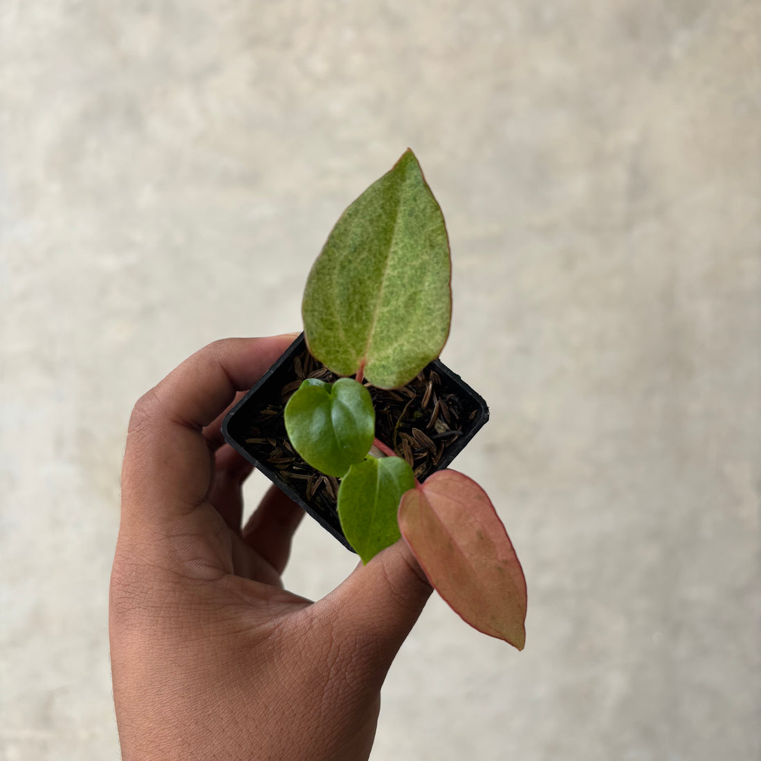 RP49-1 Anthurium (Dark handsome x red velvet cake) x rvdp