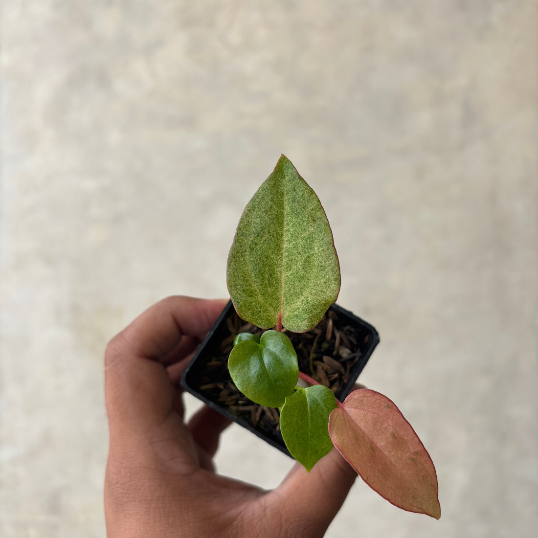 RP49-1 Anthurium (Dark handsome x red velvet cake) x rvdp