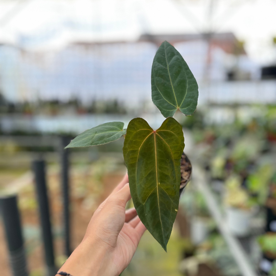 RP1-4 Anthurium Fortsherman Seed