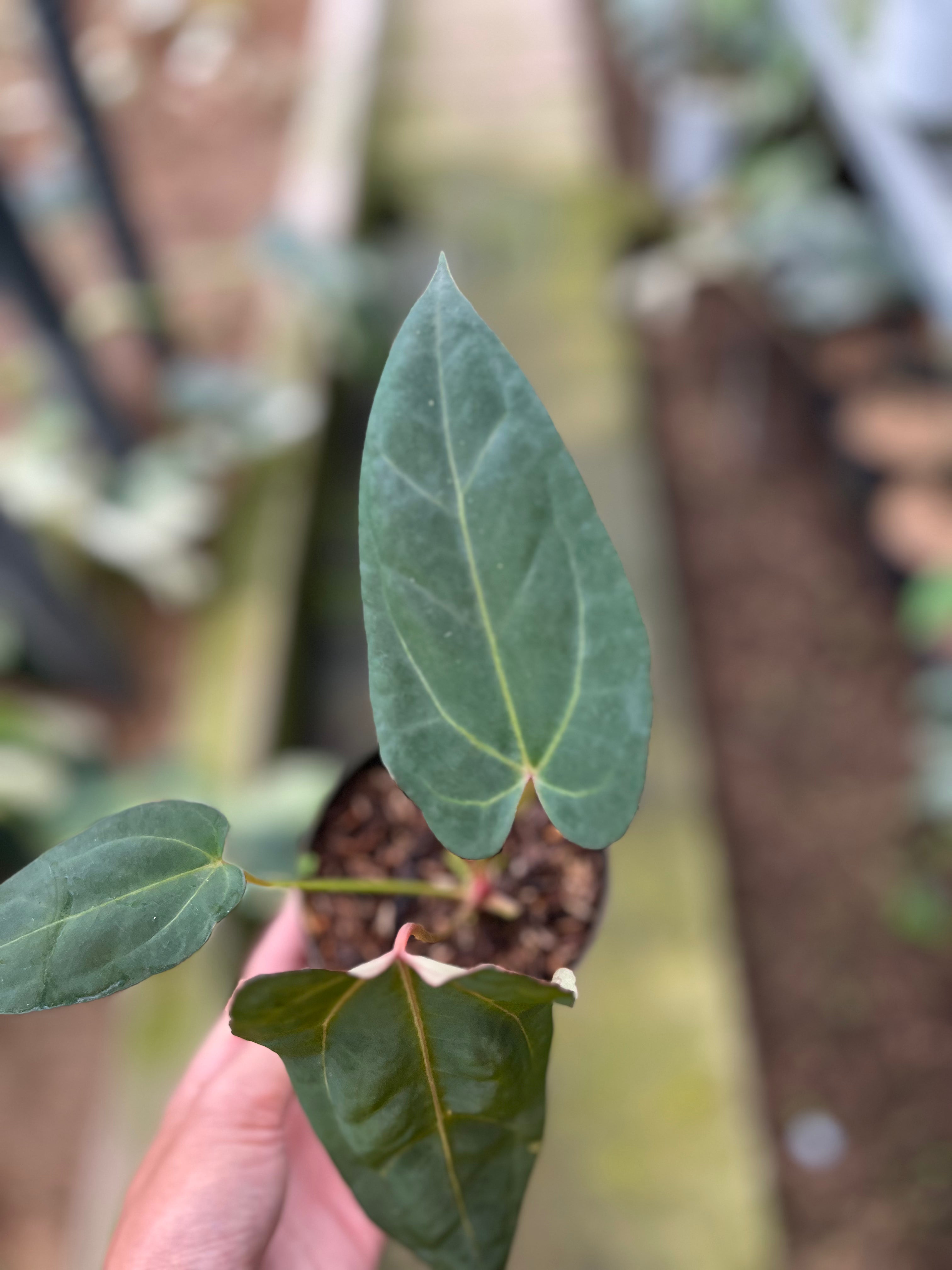 RP1-4 Anthurium Fortsherman Seed