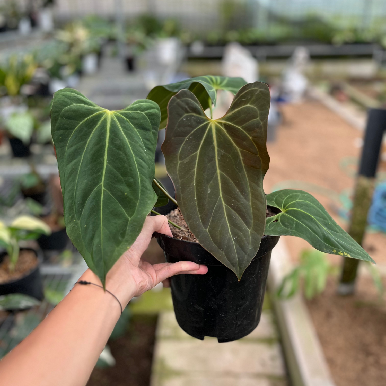 RP2-4 Anthurium Papilillaminum Butterfly