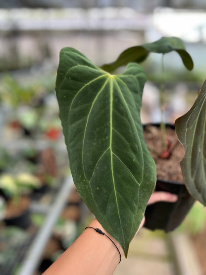 RP2-4 Anthurium Papilillaminum Butterfly