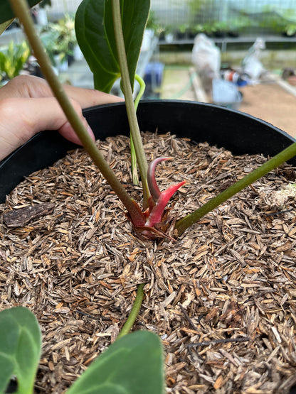 RP2-4 Anthurium Papilillaminum Butterfly