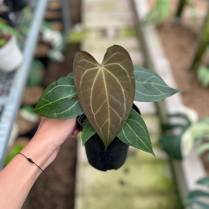 RP3-4 Anthurium Papilillaminum Seed