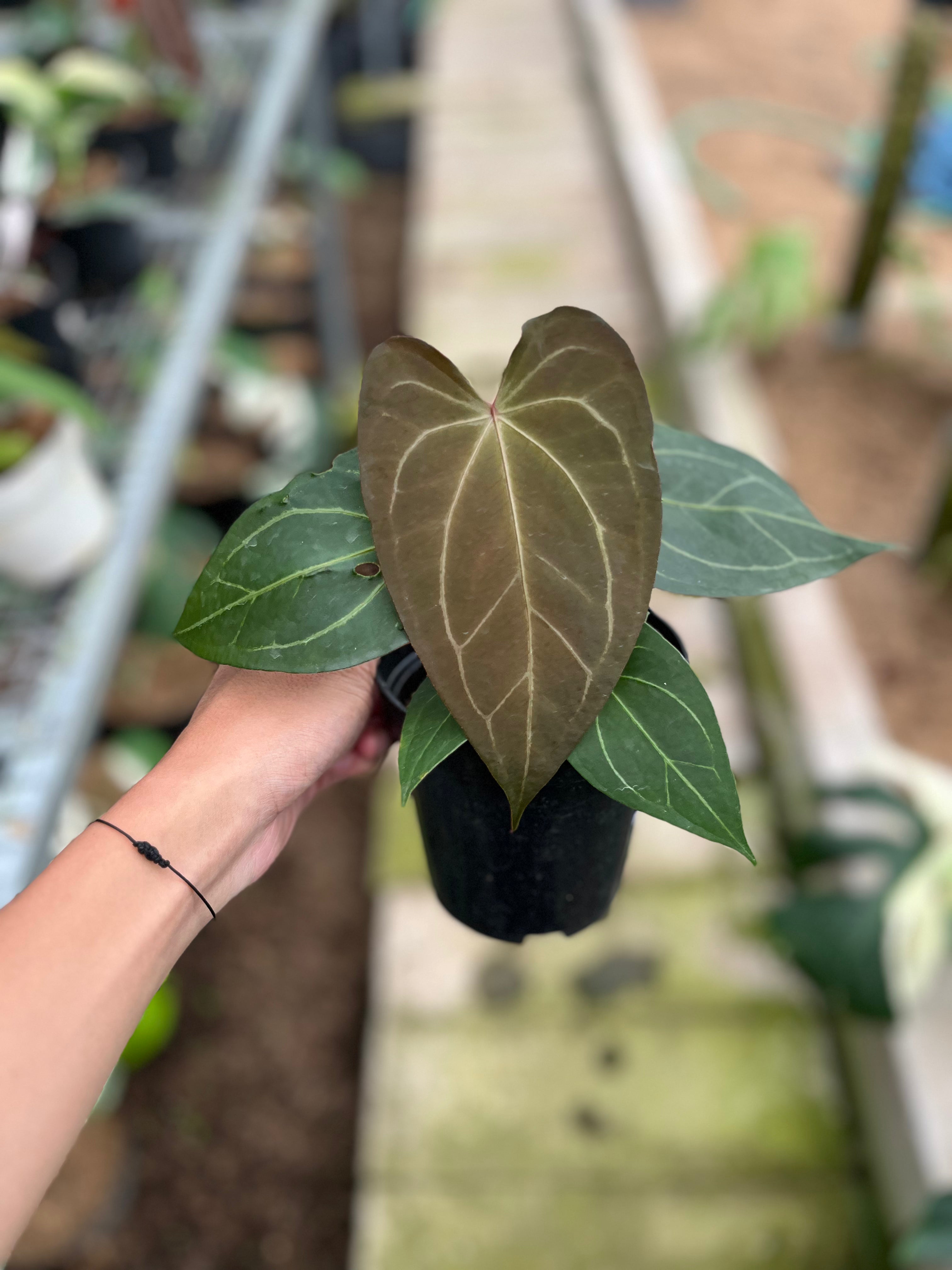 RP3-4 Anthurium Papilillaminum Seed