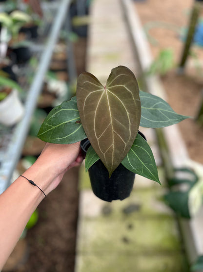 RP3-4 Anthurium Papilillaminum Seed
