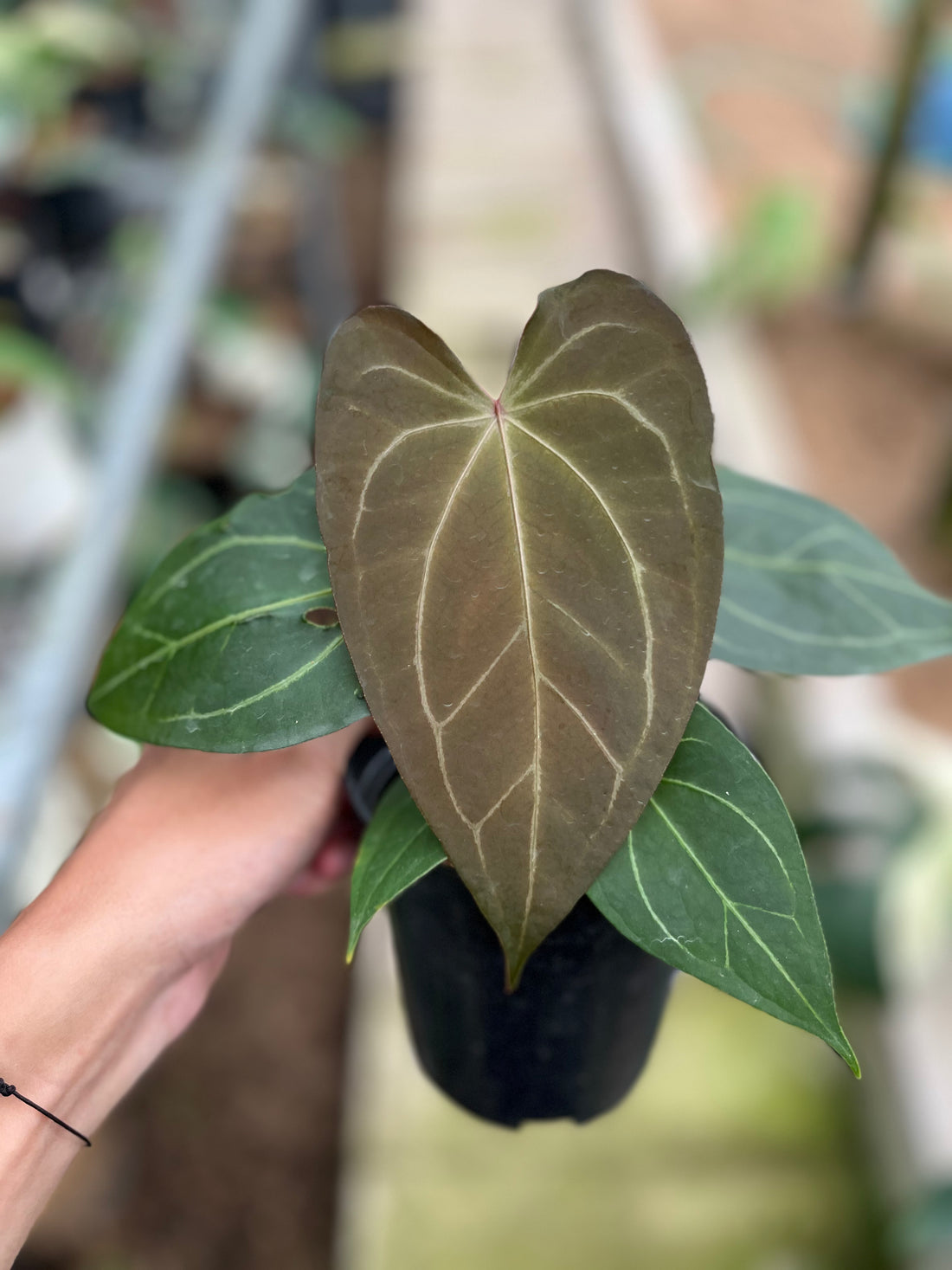 RP3-4 Anthurium Papilillaminum Seed