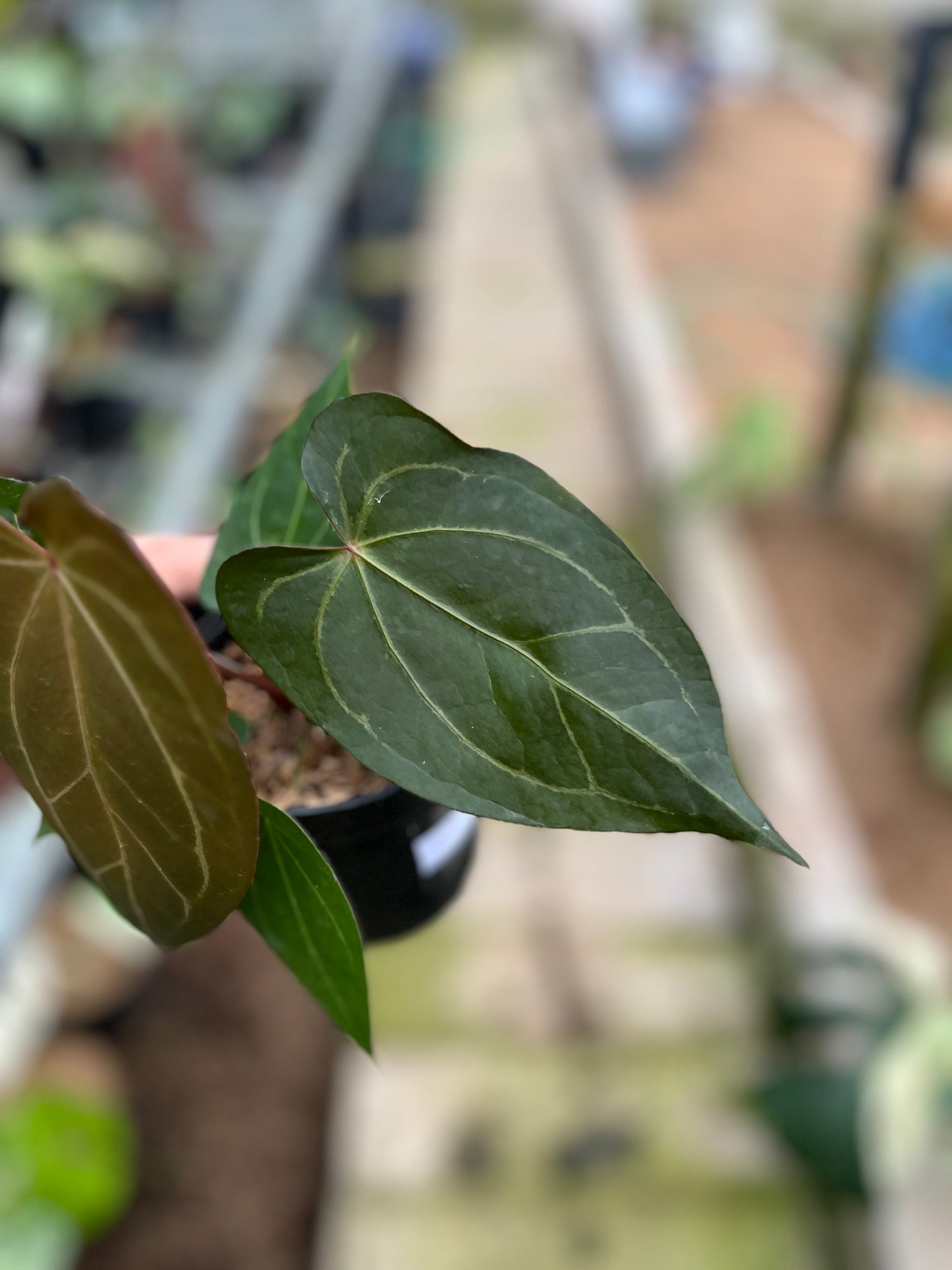 RP3-4 Anthurium Papilillaminum Seed