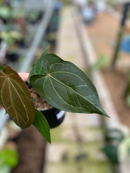 RP3-4 Anthurium Papilillaminum Seed