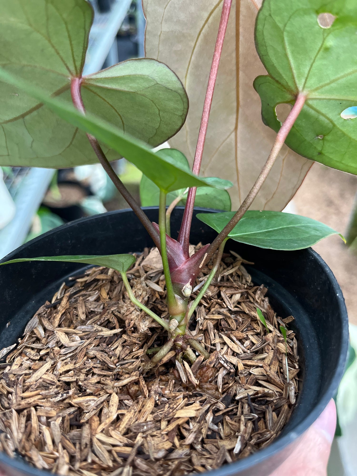 RP3-4 Anthurium Papilillaminum Seed