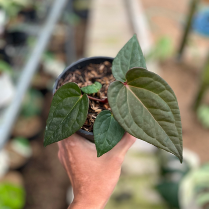 RP4-4 Anthurium Night Queen x Red Crystallinum