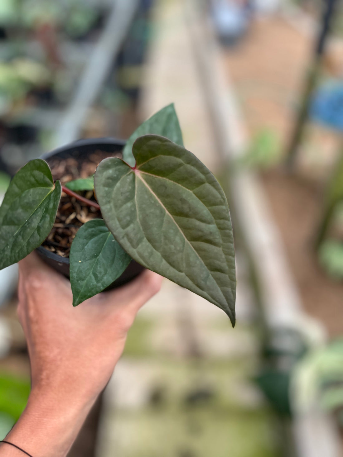 RP4-4 Anthurium Night Queen x Red Crystallinum