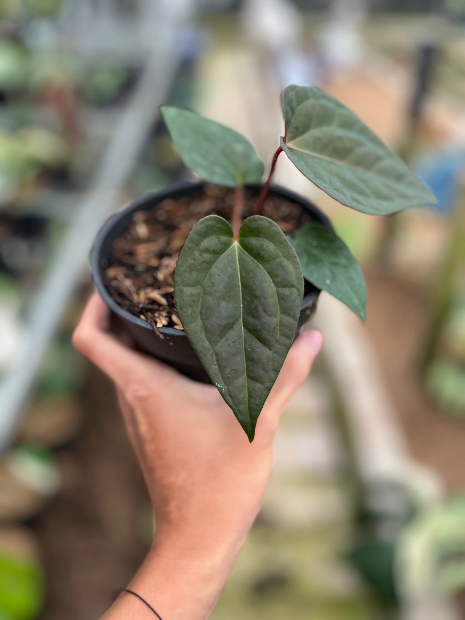 RP4-4 Anthurium Night Queen x Red Crystallinum