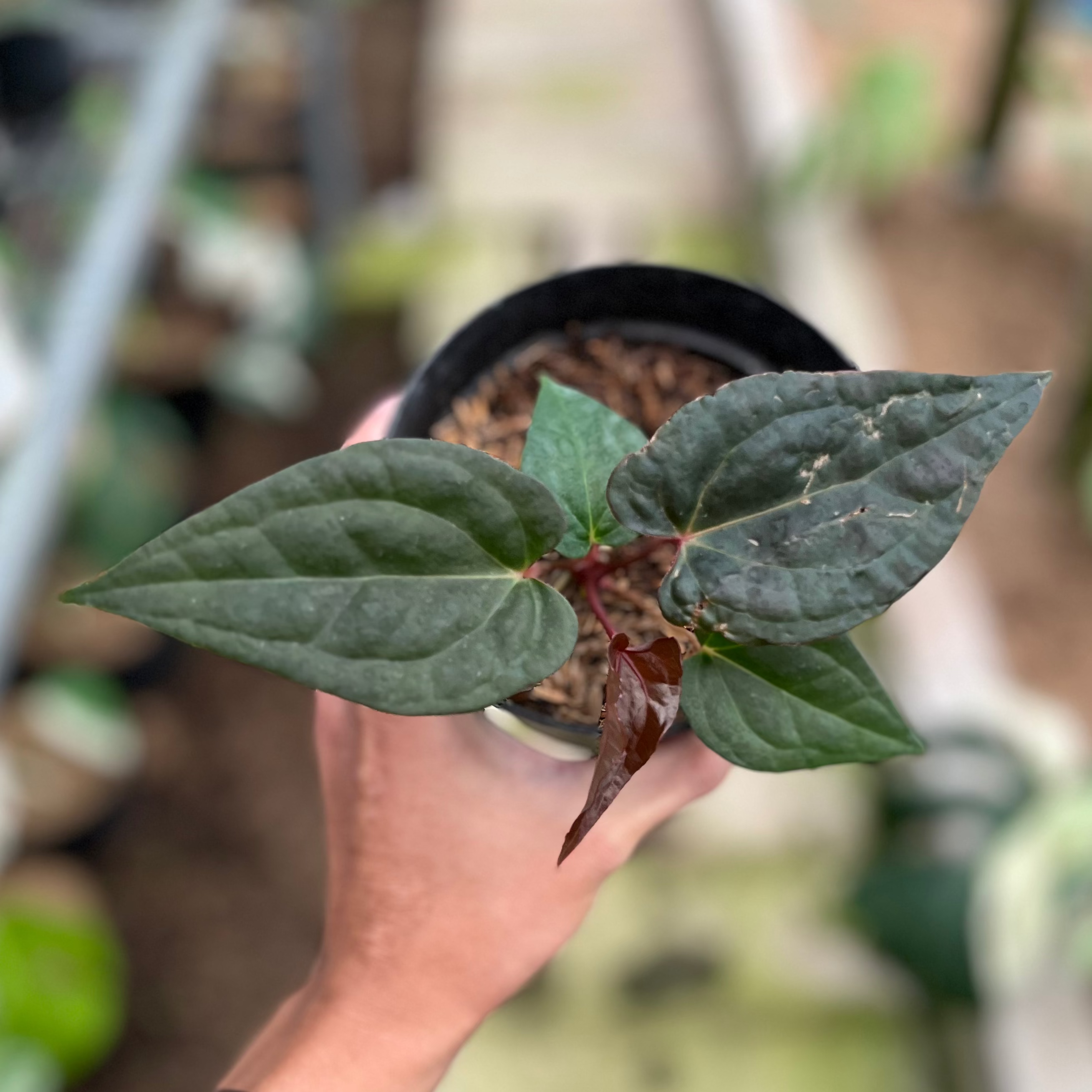 RP5-4 Anthurium Night Queen x Red Crystallinum