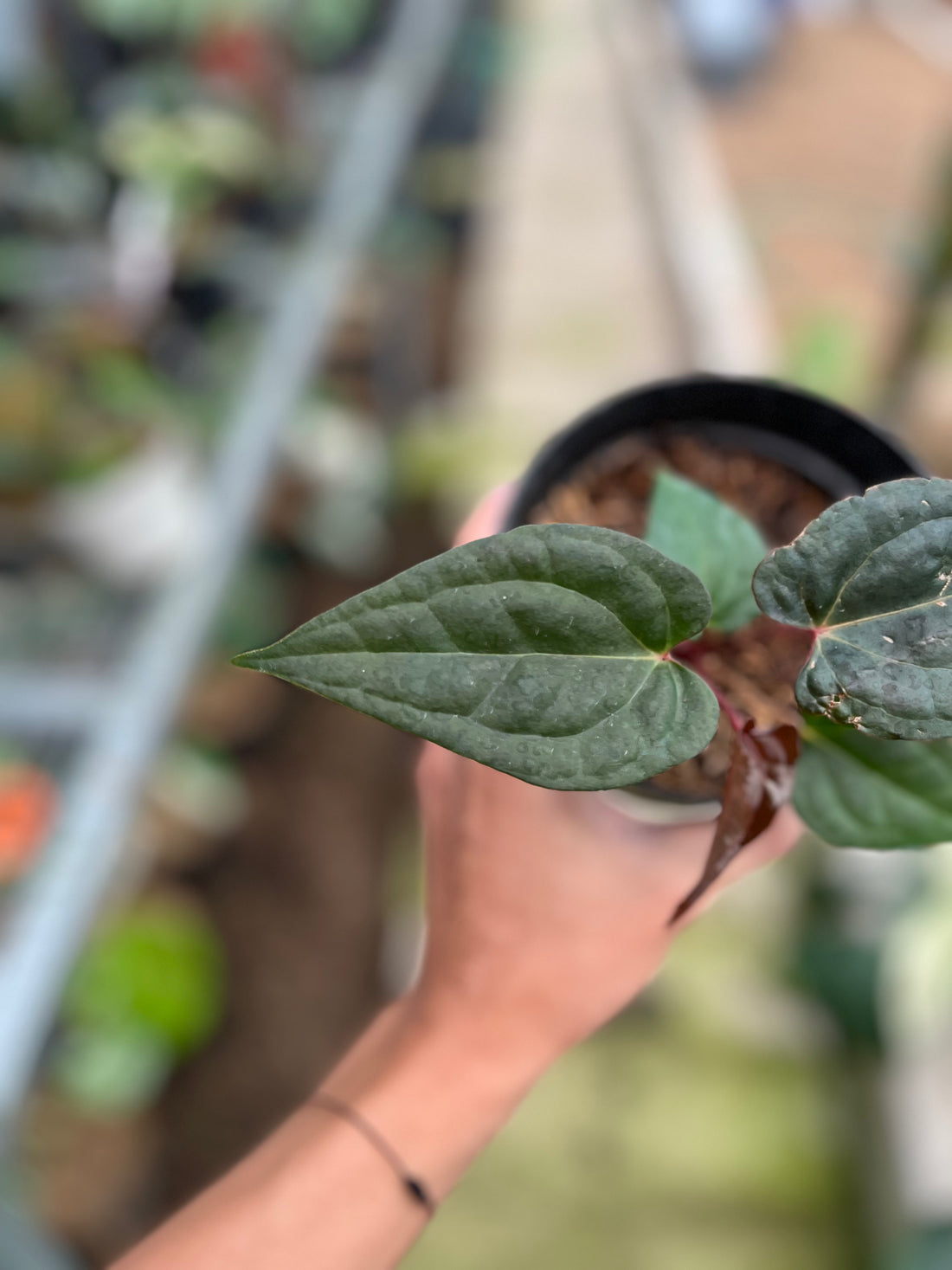 RP5-4 Anthurium Night Queen x Red Crystallinum