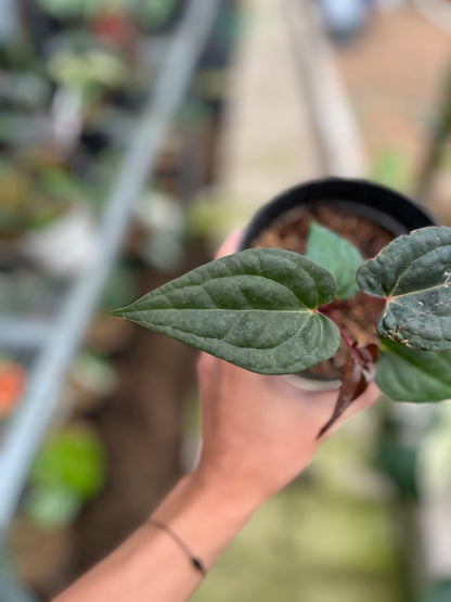 RP5-4 Anthurium Night Queen x Red Crystallinum