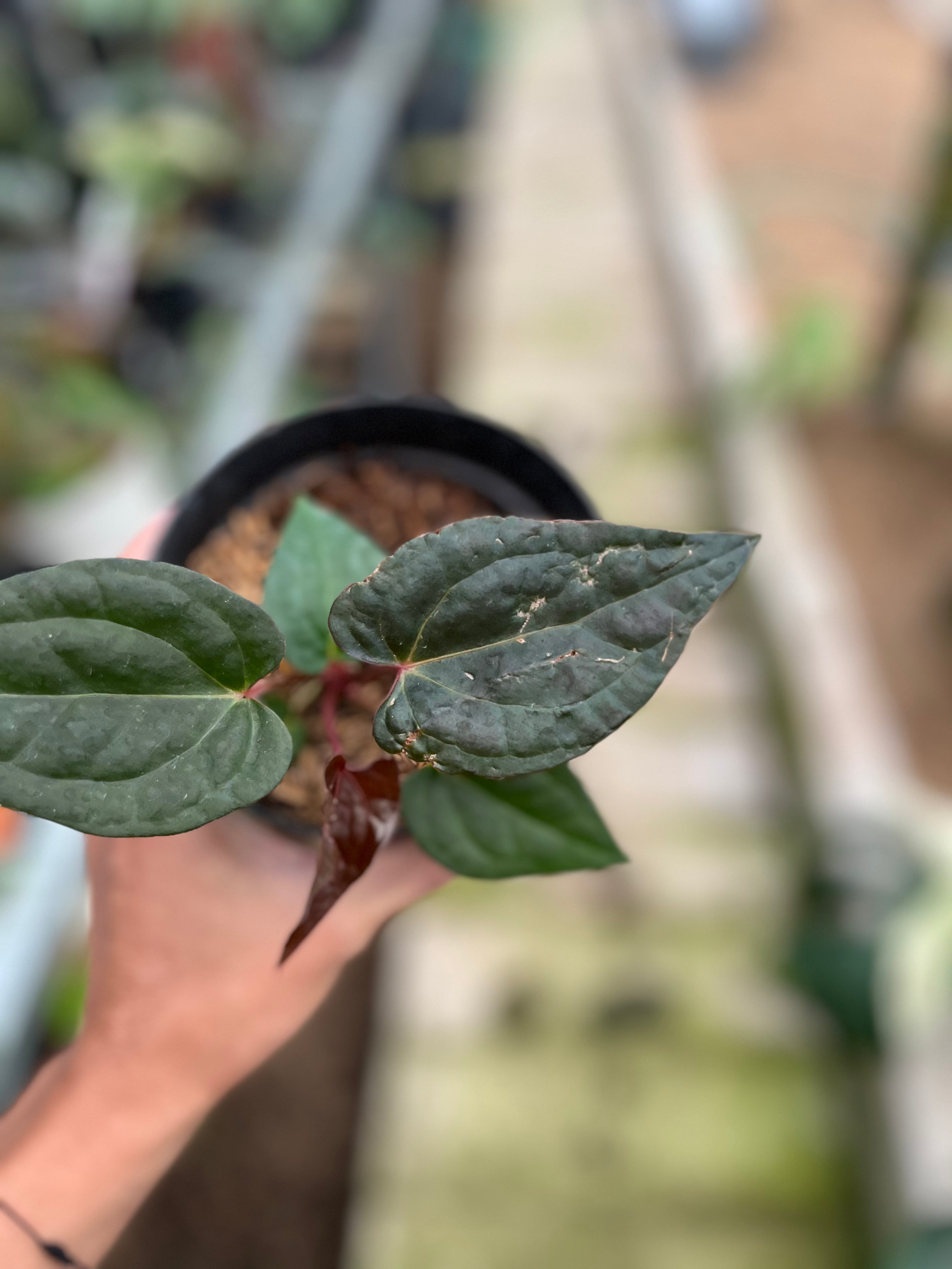 RP5-4 Anthurium Night Queen x Red Crystallinum