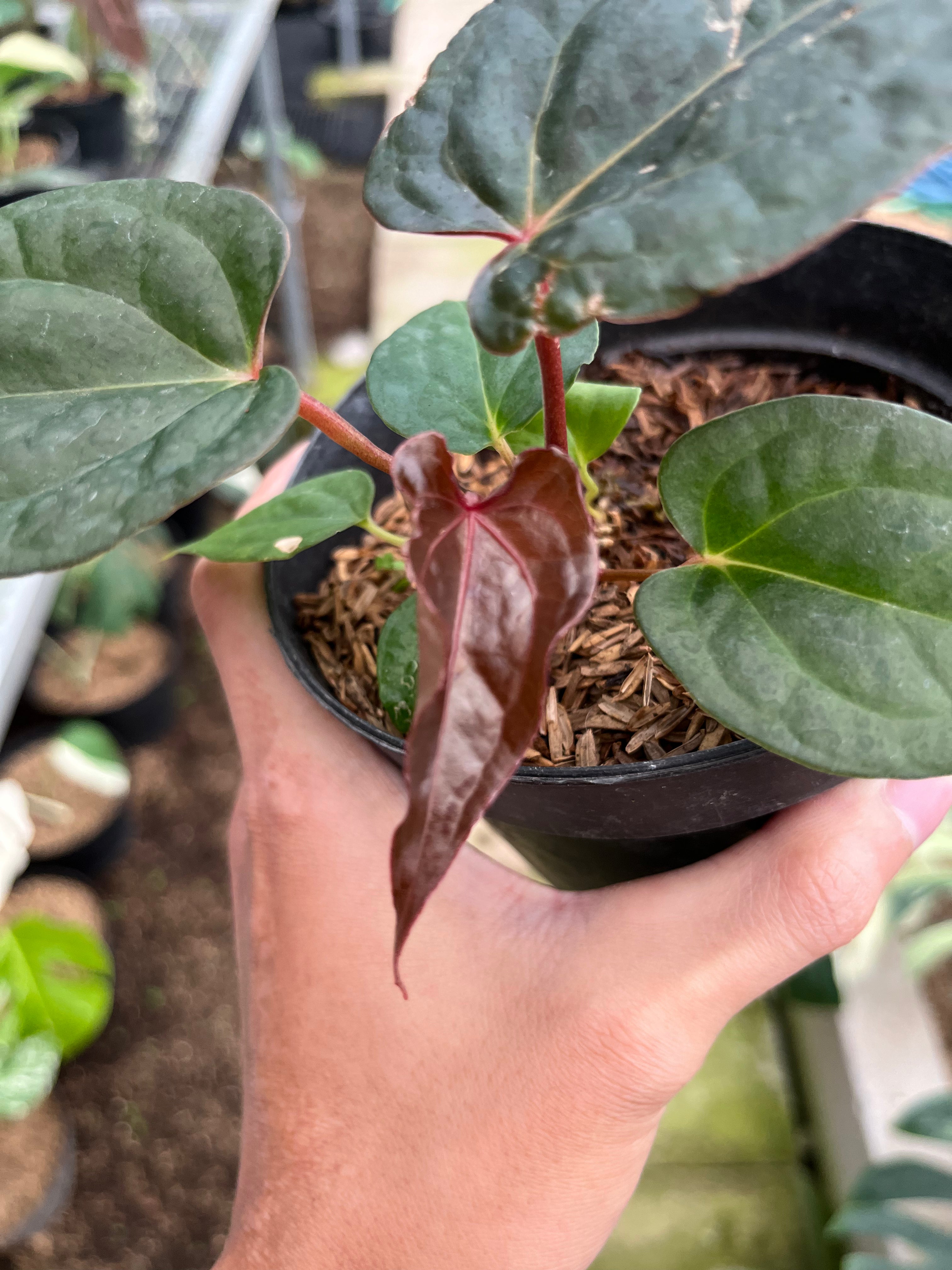 RP5-4 Anthurium Night Queen x Red Crystallinum
