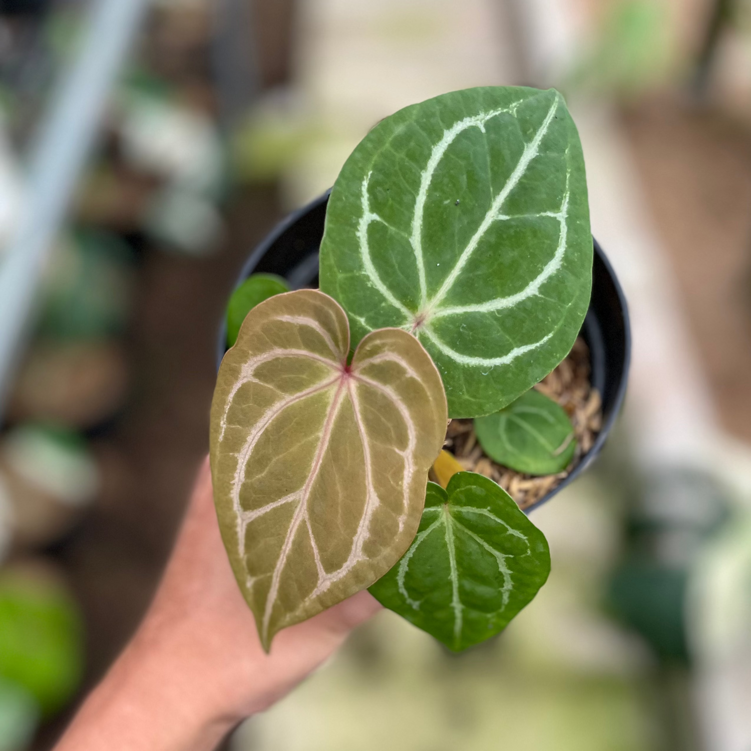 RP6-4 Anthurium Hu x Red Crystall