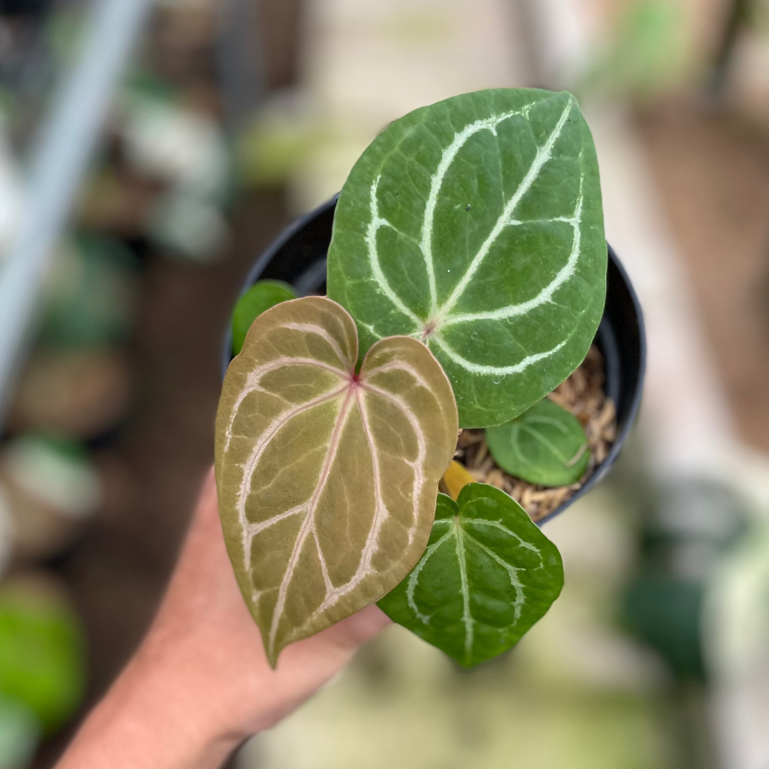 RP6-4 Anthurium Hu x Red Crystall