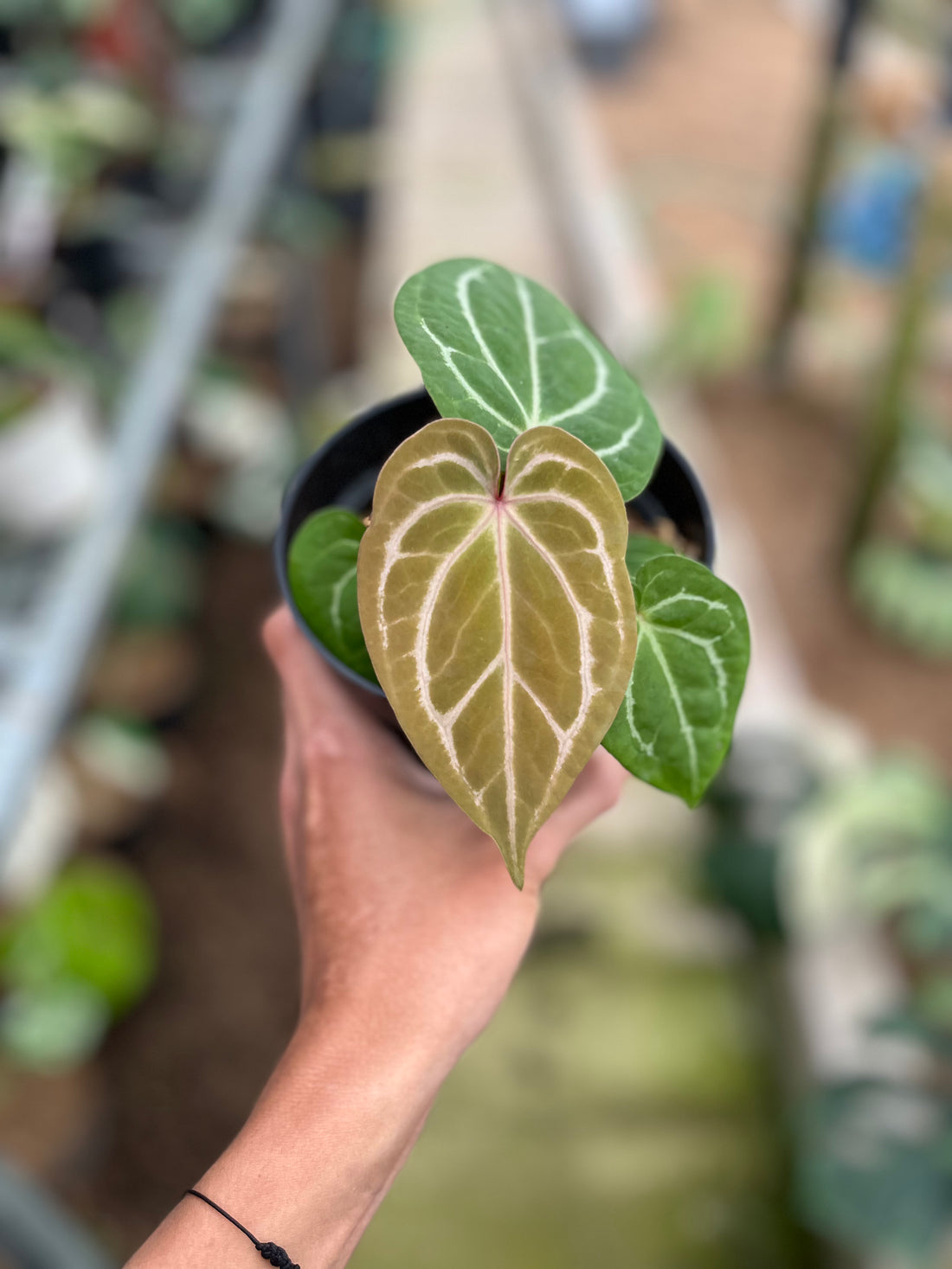 RP6-4 Anthurium Hu x Red Crystall