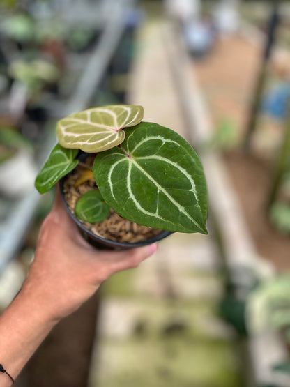 RP6-4 Anthurium Hu x Red Crystall