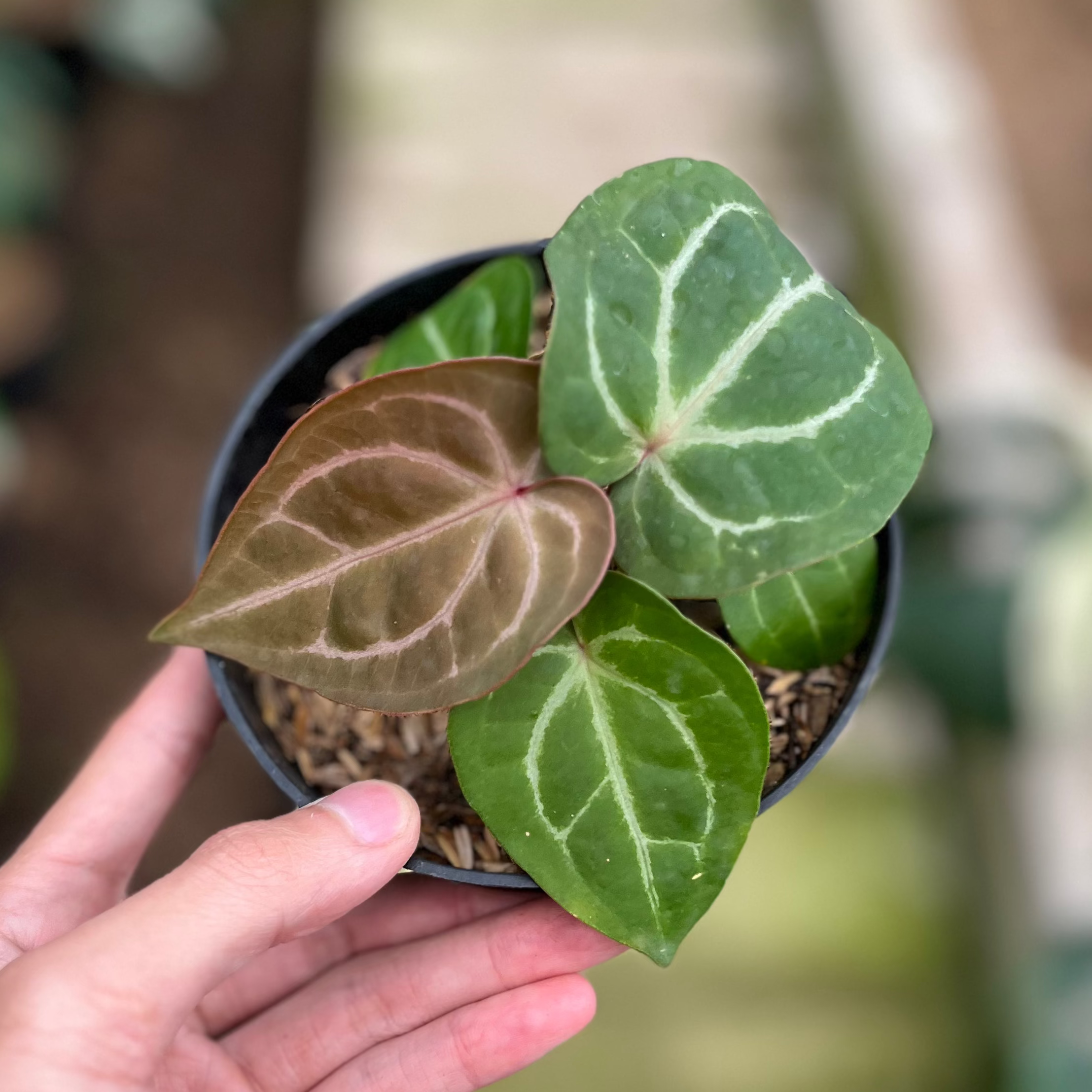 RP7-4 Anthurium Hu x Red Crystall