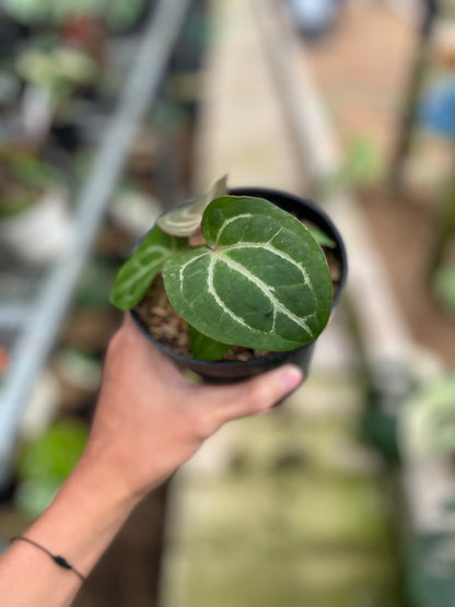 RP7-4 Anthurium Hu x Red Crystall