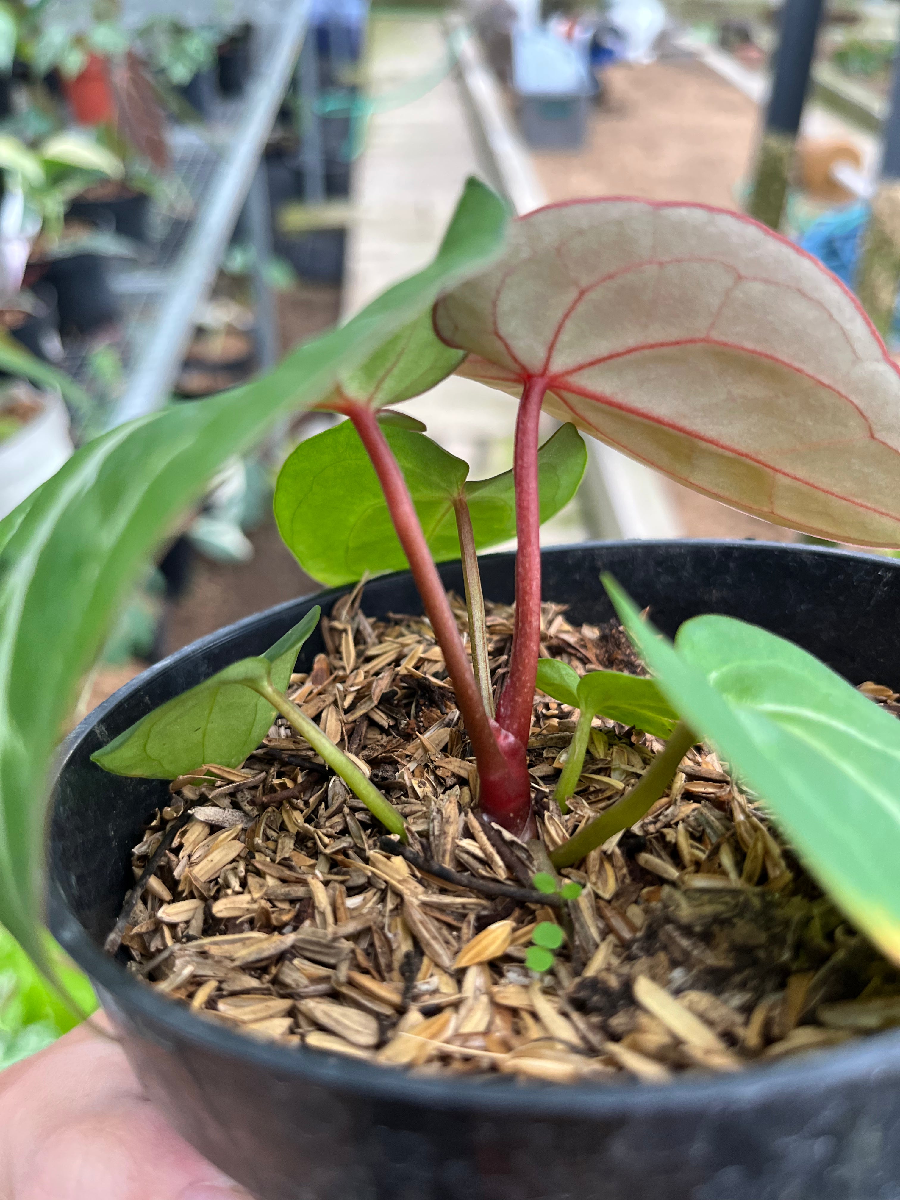 RP7-4 Anthurium Hu x Red Crystall