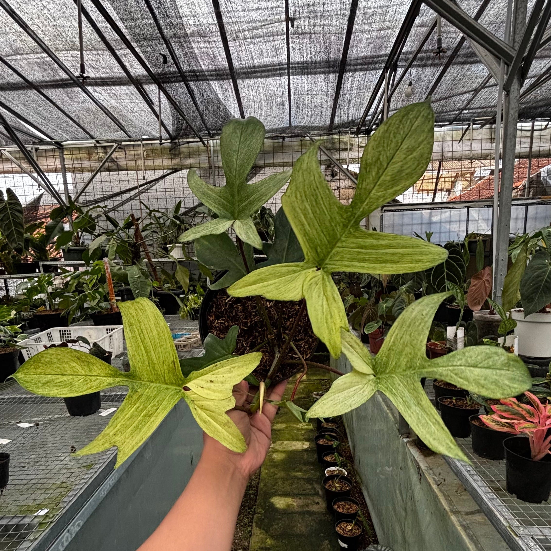 Philodendron Florida Ghost
