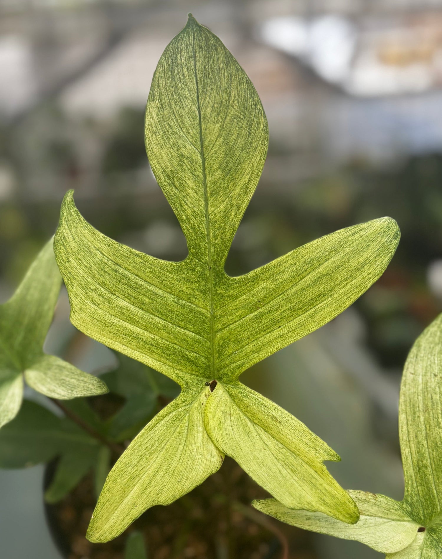 Philodendron Florida Ghost