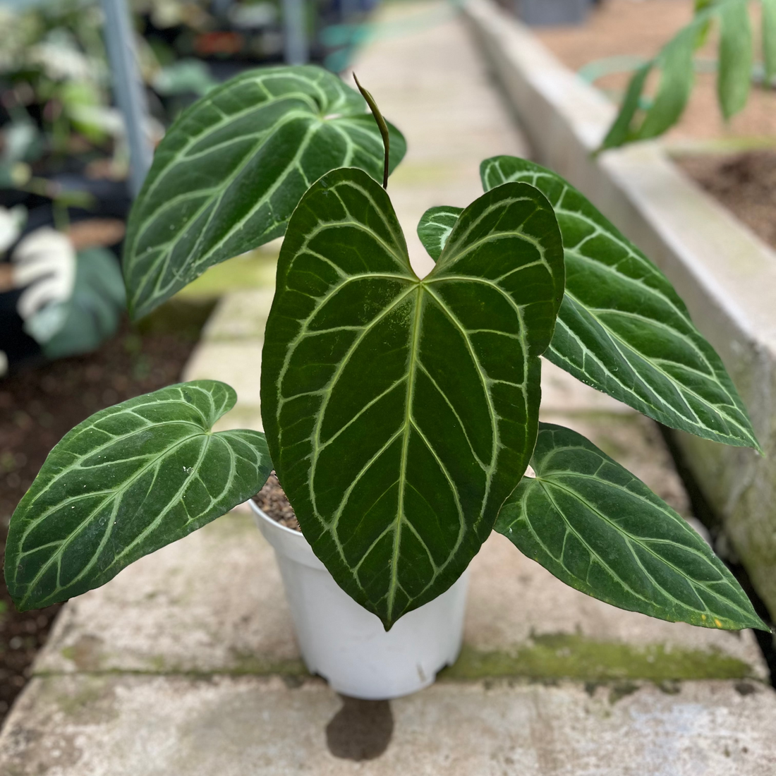RP8-4 Anthurium Crystallinum Butterfly