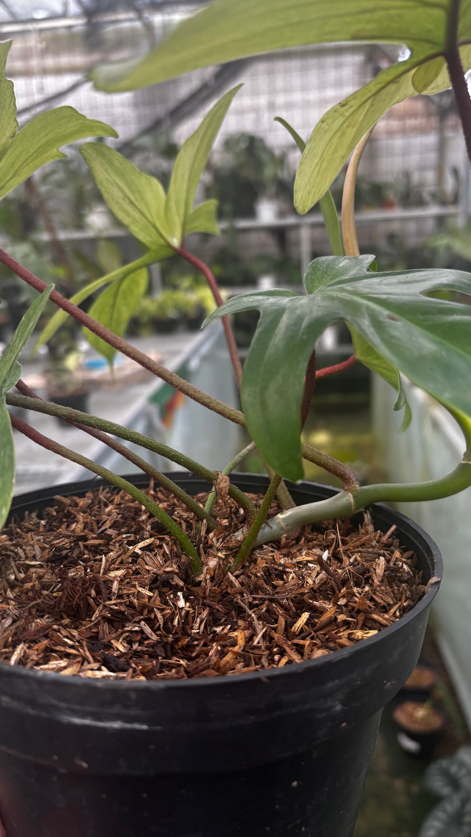 Philodendron Florida Ghost