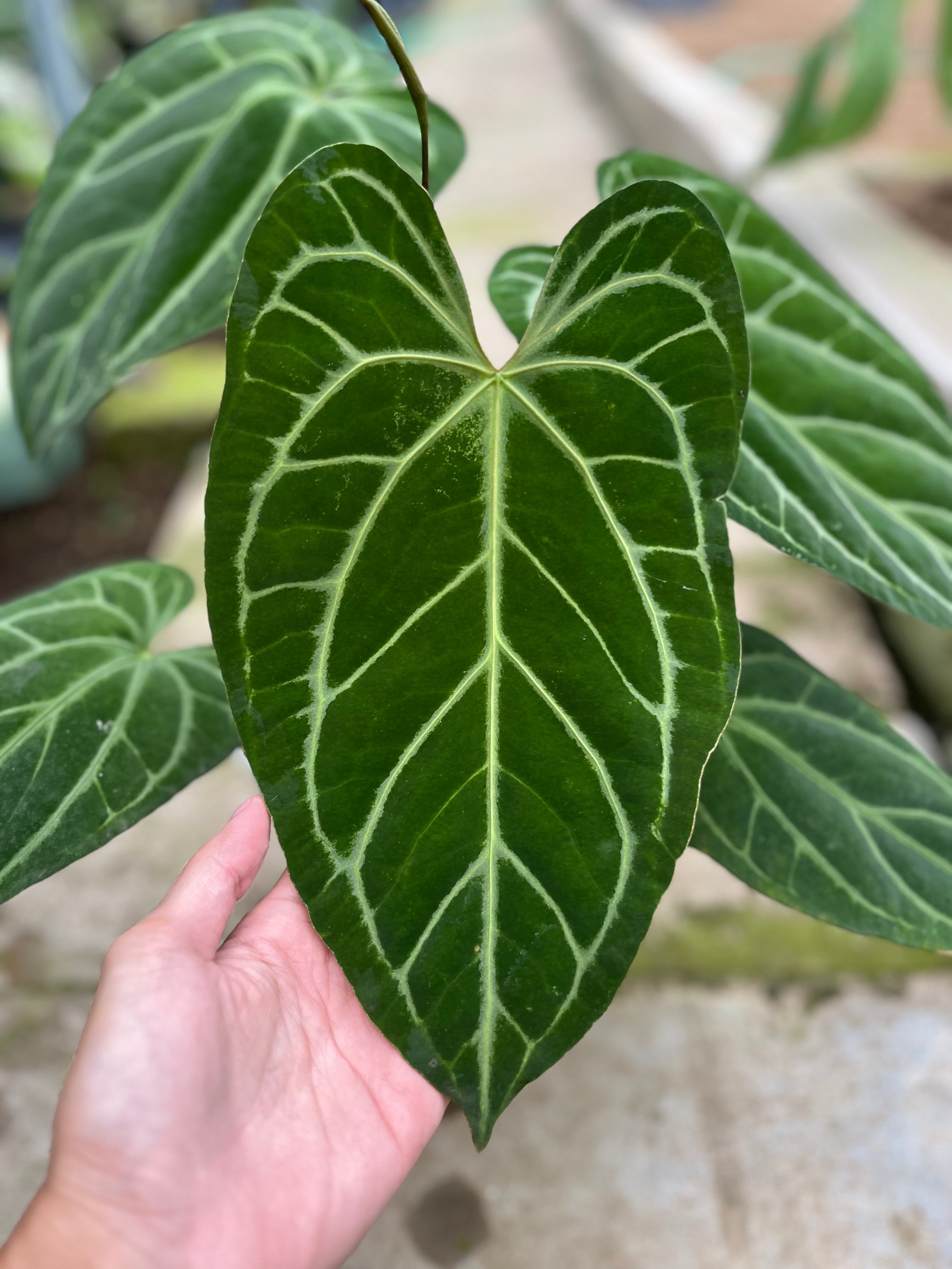 RP8-4 Anthurium Crystallinum Butterfly