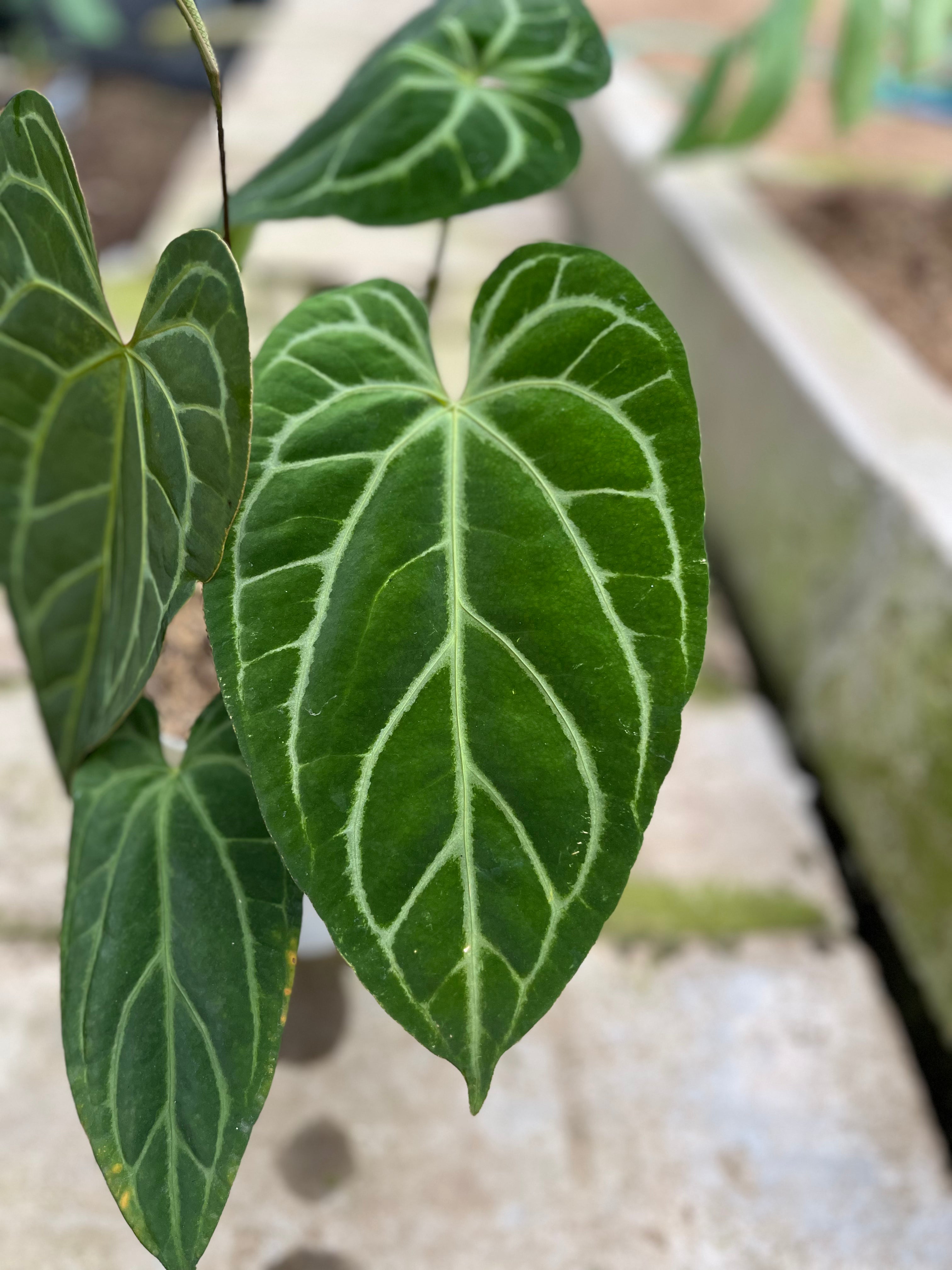 RP8-4 Anthurium Crystallinum Butterfly