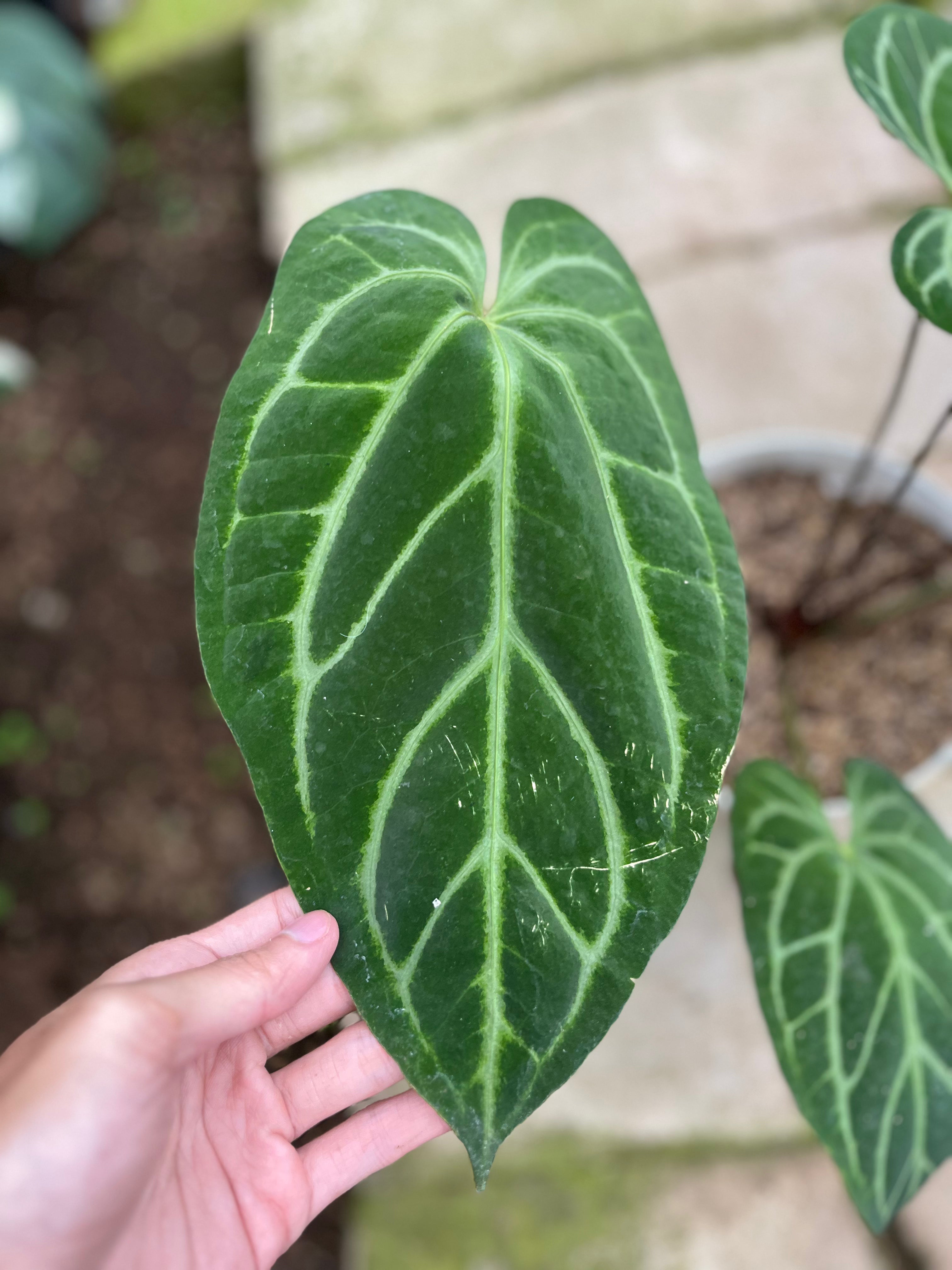 RP8-4 Anthurium Crystallinum Butterfly