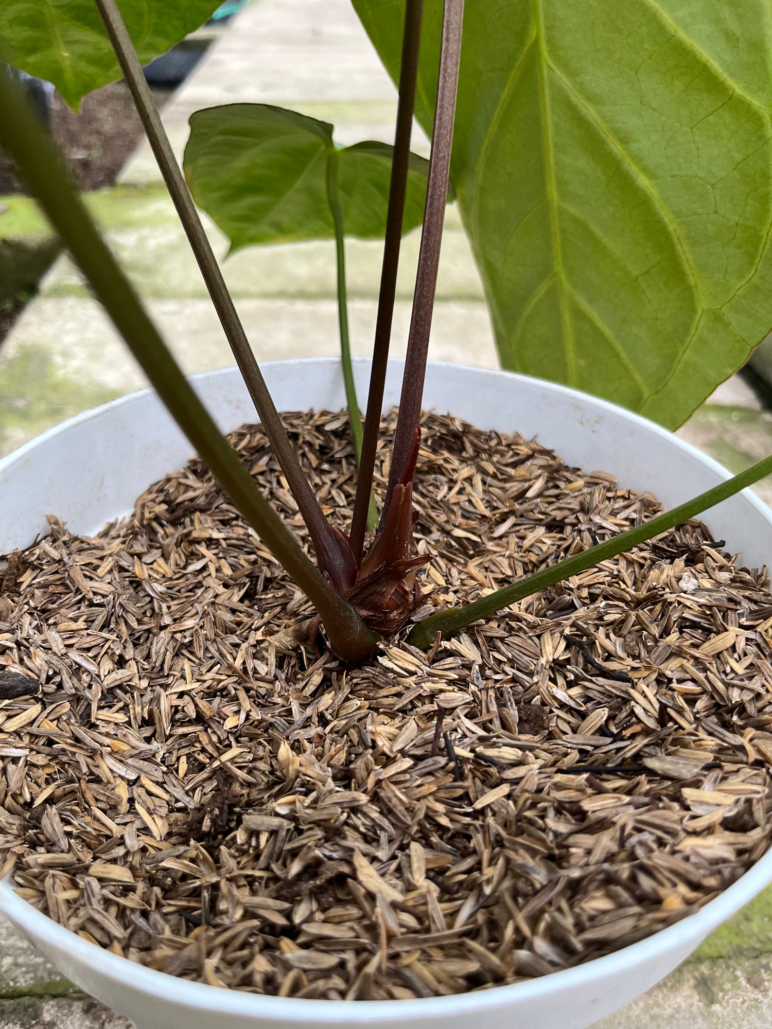 RP8-4 Anthurium Crystallinum Butterfly