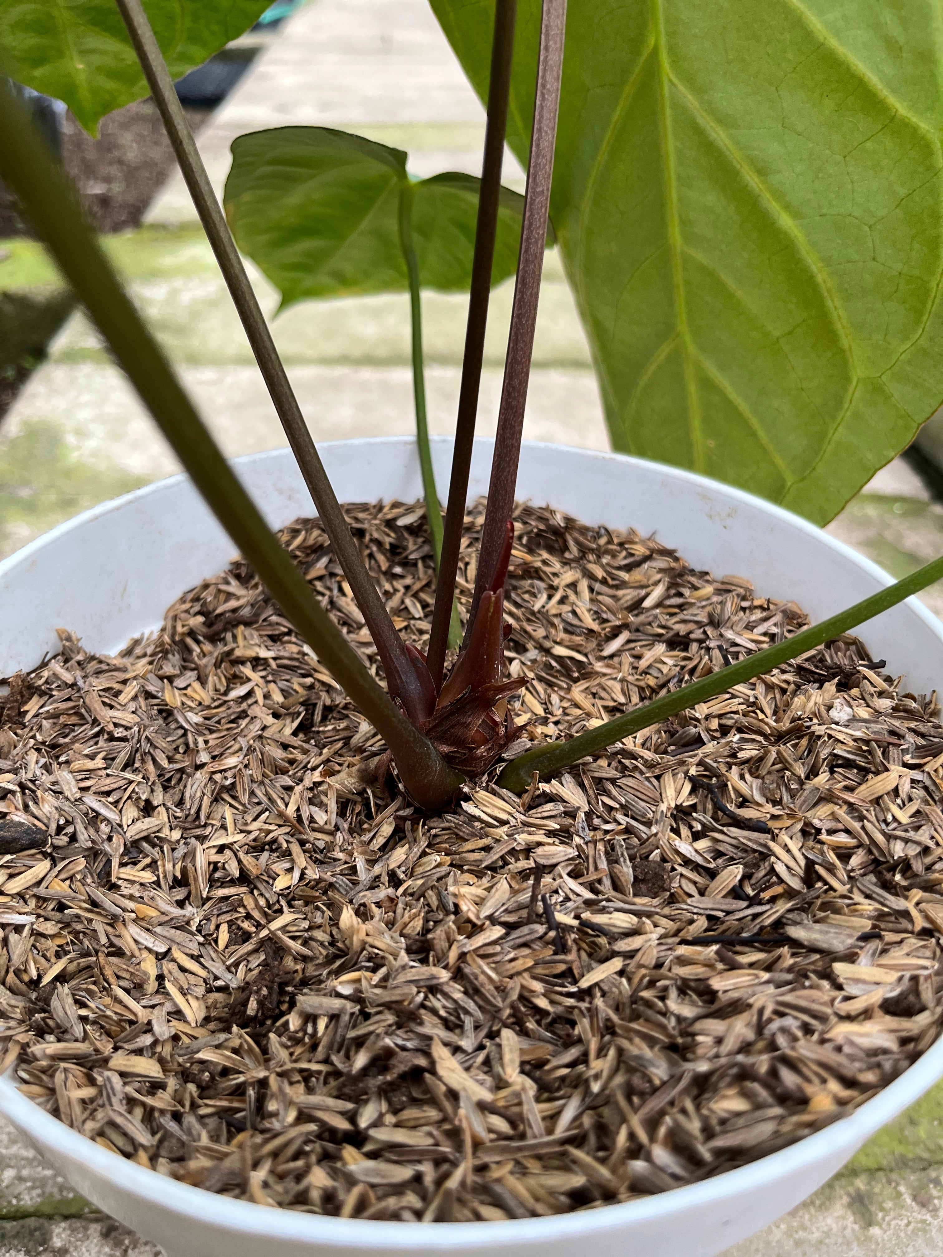 RP8-4 Anthurium Crystallinum Butterfly