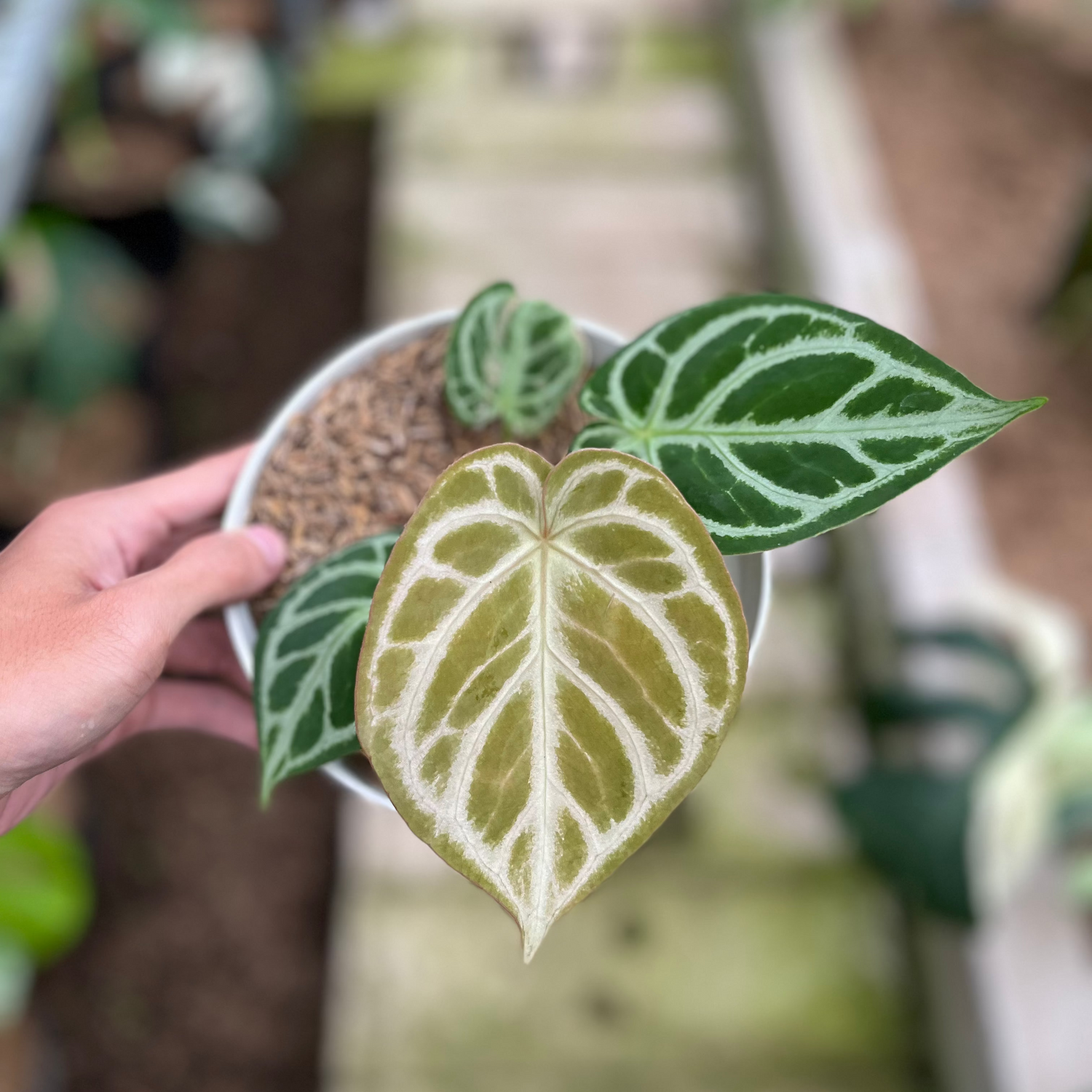 RP9-4 Anthurium Dorayaki Silver